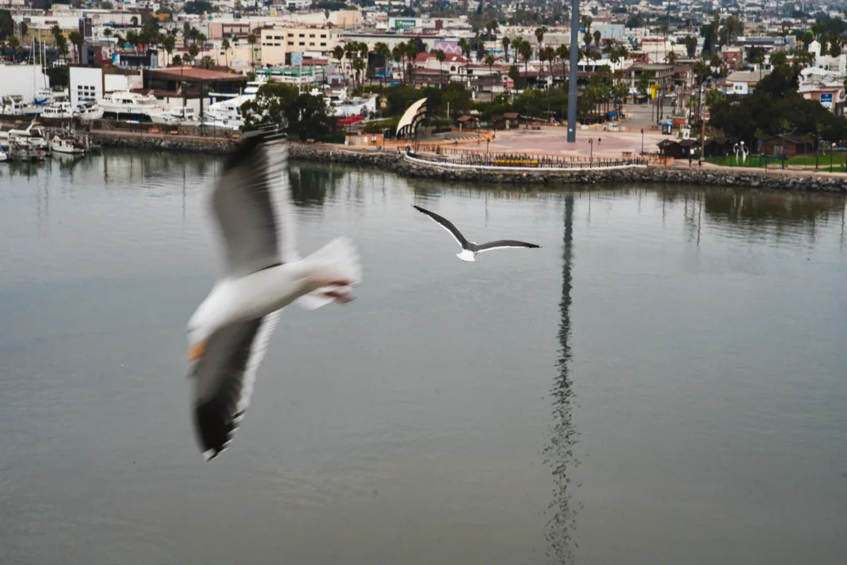 Two gulls in flight over a harbour, the nearer one blurred by its own motion