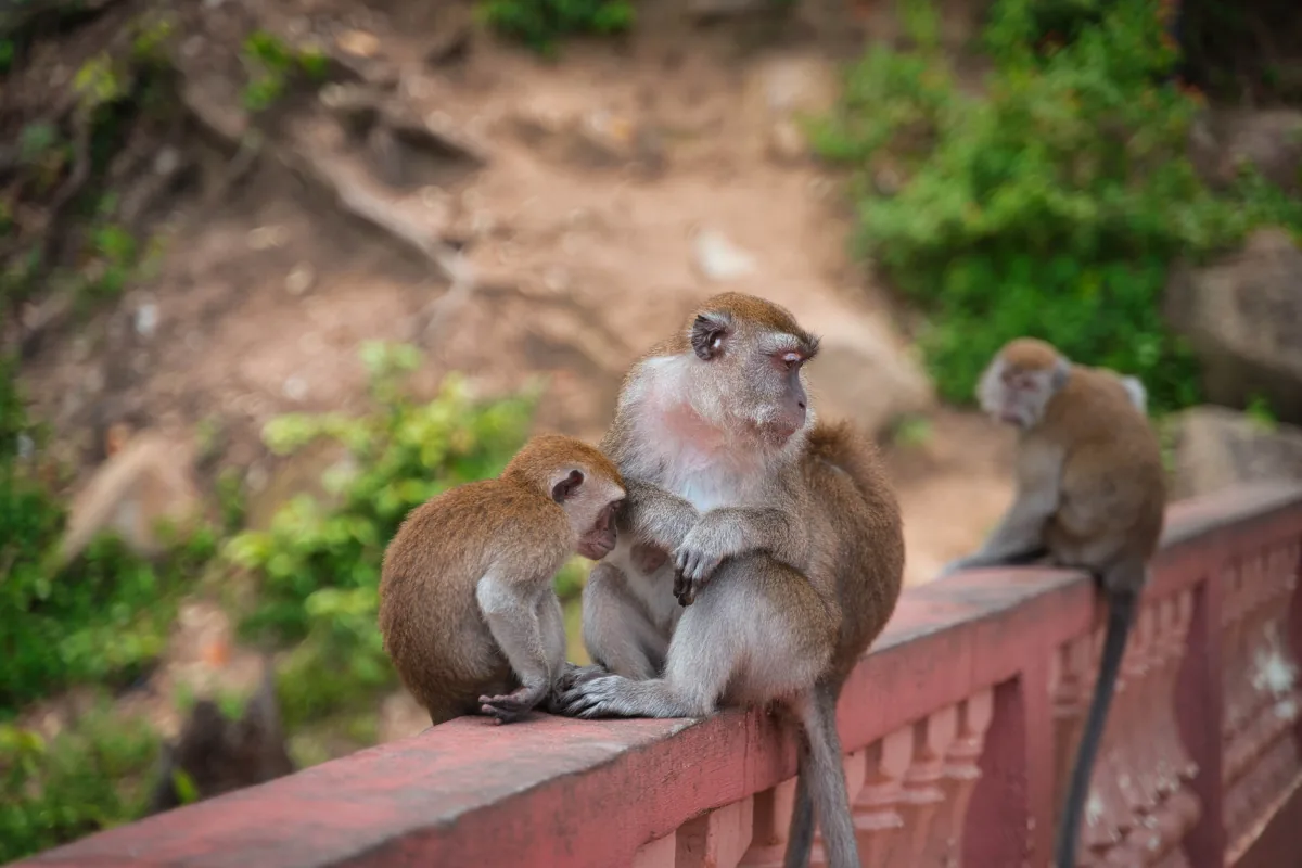 Long-tailed macaques grooming on a red painted railing, more of the troop behind